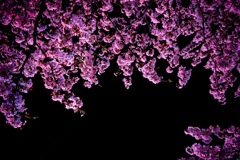 偶然の夜桜