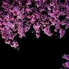 偶然の夜桜