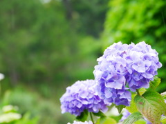 C452A4E7-2458-4D75-974E-6C0A0F3D764B