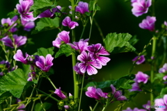 散歩で花