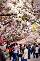 造幣局の桜