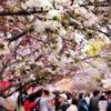 造幣局の桜