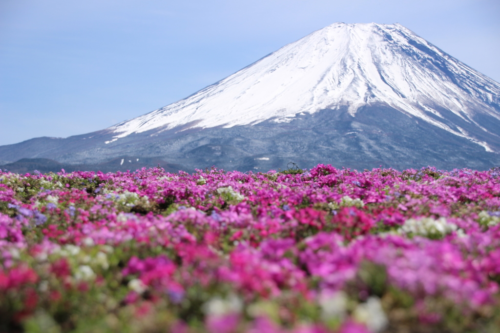 富士山と芝桜1