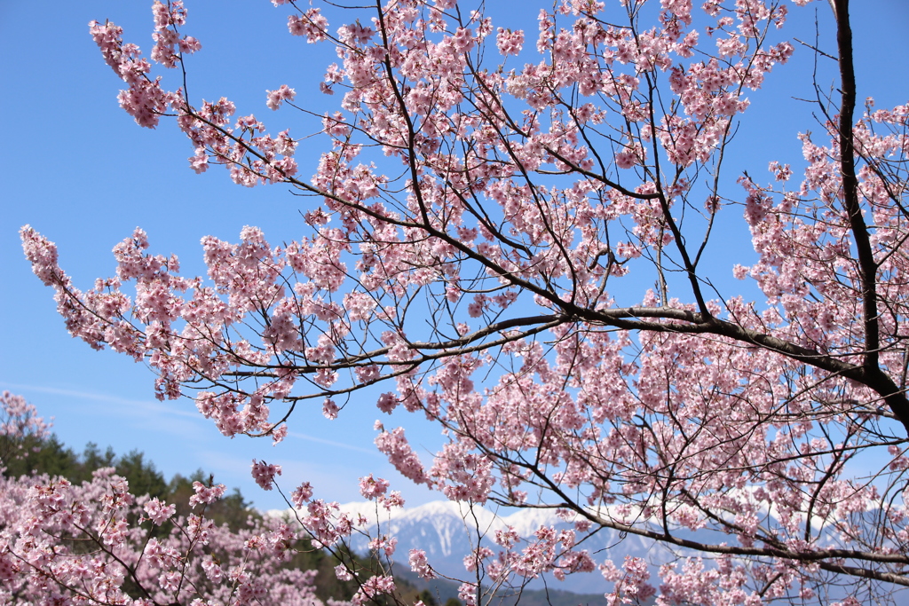 高遠城址公園の桜2