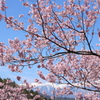 高遠城址公園の桜2