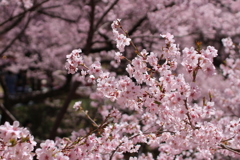 高遠城址公園の桜1