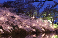 高田公園の夜桜1