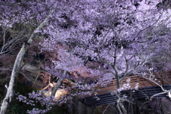 高遠城址公園の夜桜1