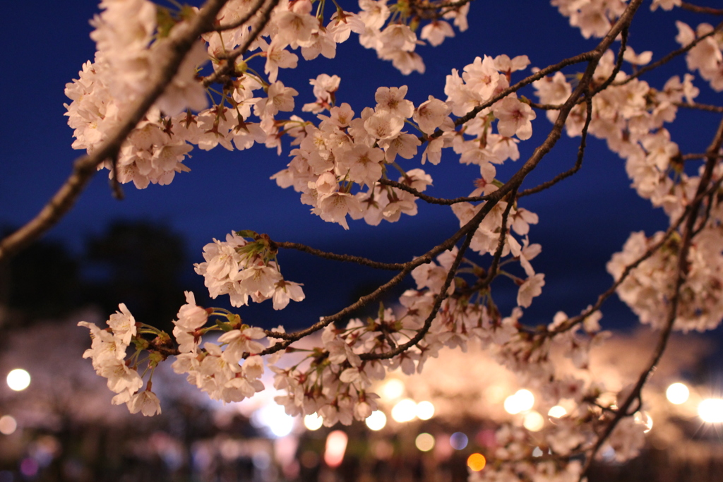 高田公園の夜桜2