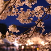 高田公園の夜桜2