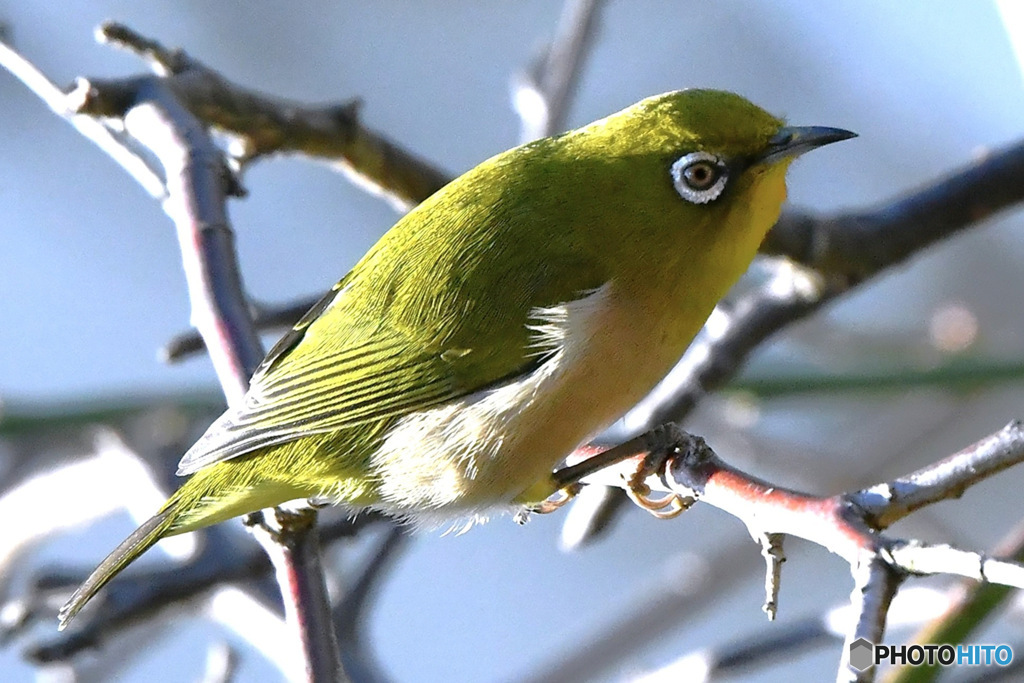  野山の鳥  メジロ