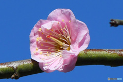 青空と梅の花  21-103
