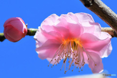 2月に咲いた花