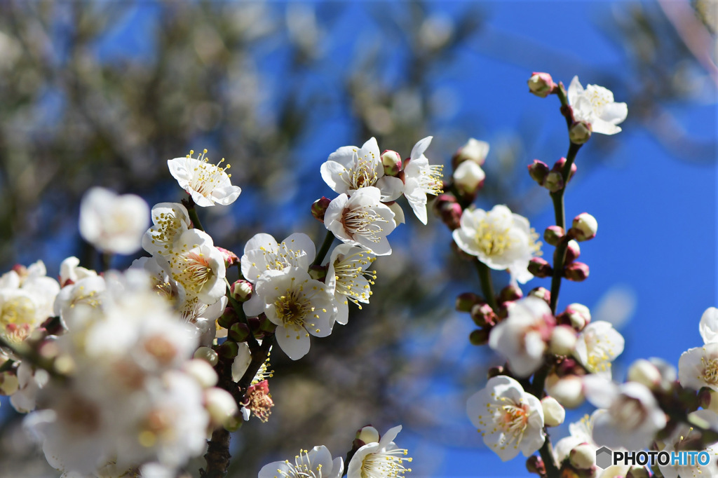 庭に咲いた梅の花 23-045 