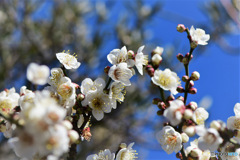 庭に咲いた梅の花 23-045 