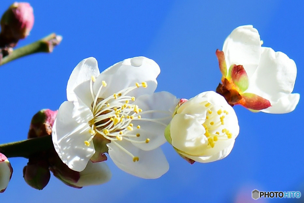  庭に咲いた白梅の花  