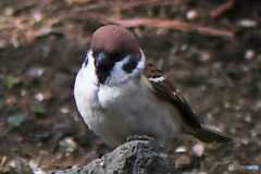 野山の鳥  21-225 すずめドン
