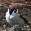 野山の鳥  21-225 すずめドン