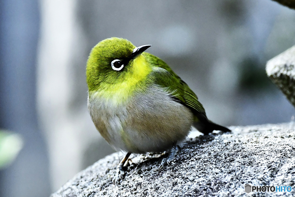 野山の鳥 22-141 メジ君 