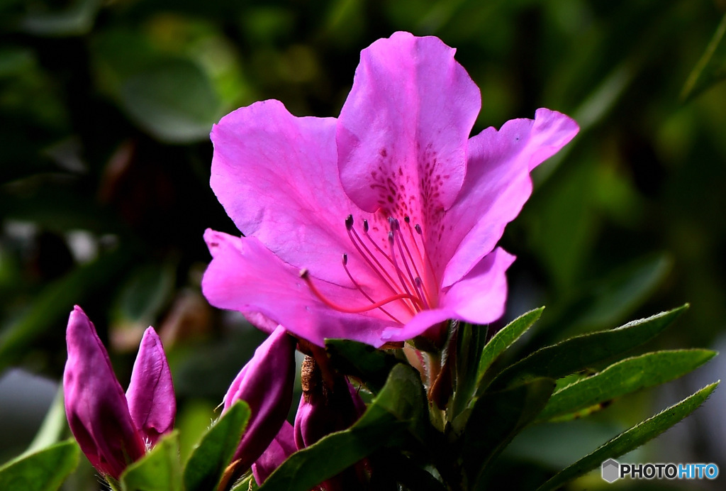 庭に咲いたつつじの花 23-137