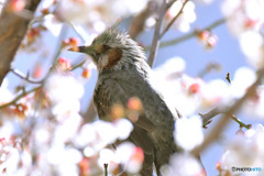 梅花の中で佇むヒヨさん
