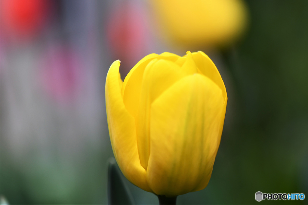 庭に咲いたチューリップの花 22-159 