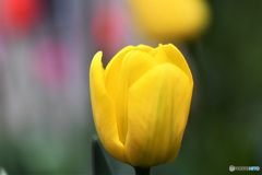 庭に咲いたチューリップの花 22-159 