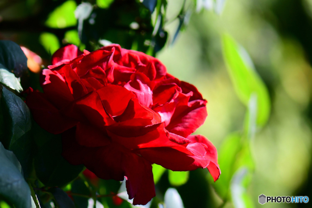 春 庭に咲いた薔薇の花  21-655 