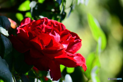 春 庭に咲いた薔薇の花  21-655 