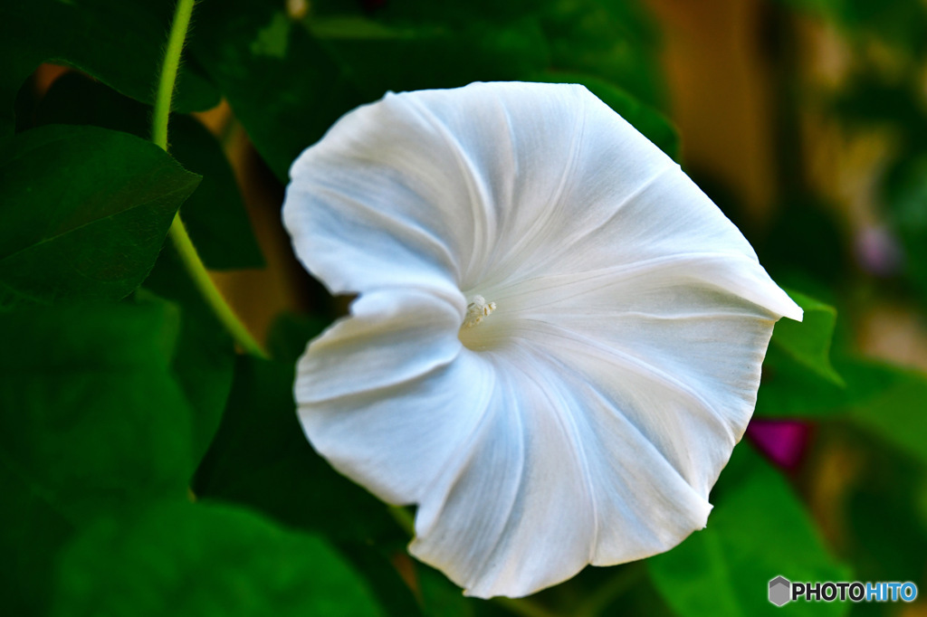 白いあさがおの花が咲きました 23-267  