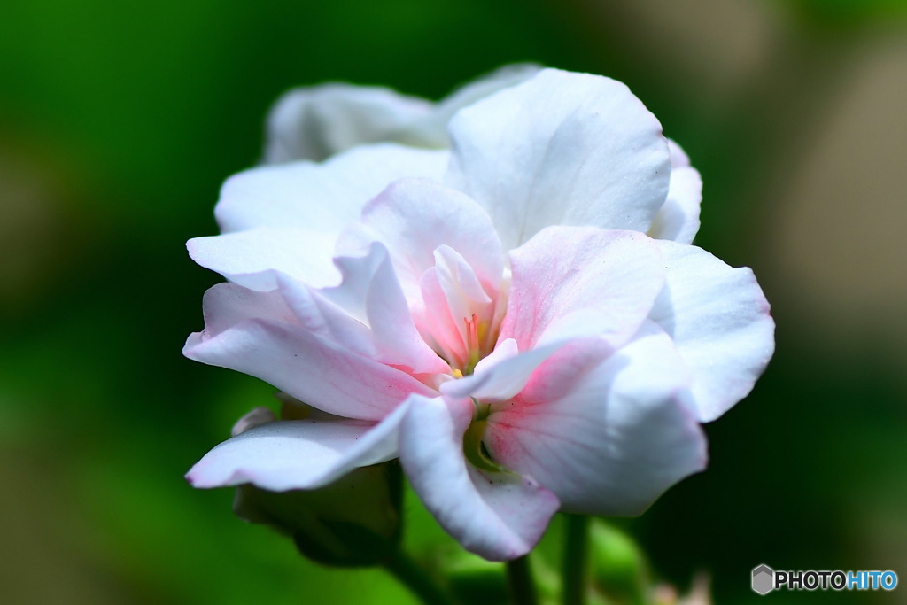 白いゼラニュームの花  21-480