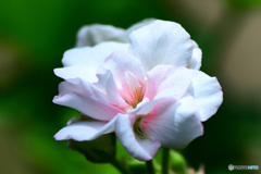 白いゼラニュームの花  21-480