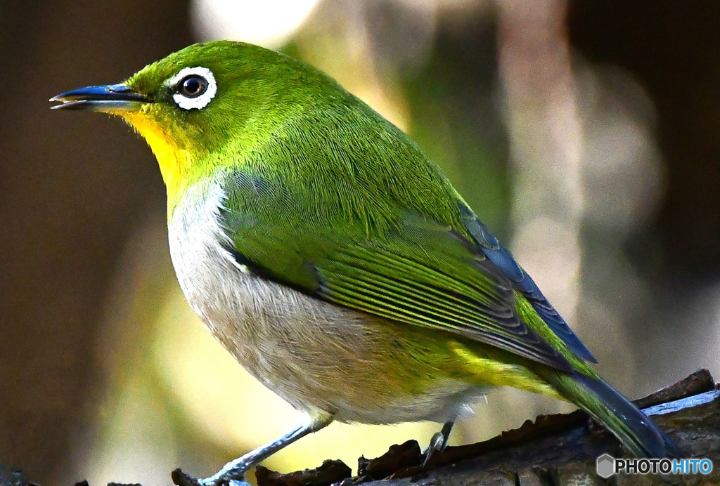 野山の鳥  メジ君