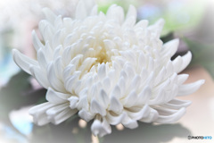菊の花  21-285