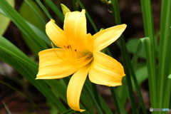 黄色い花  22-385  