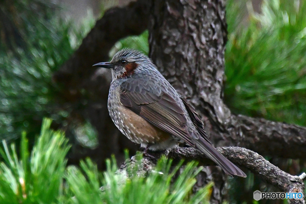 野山の鳥 ヒヨさん  23-168