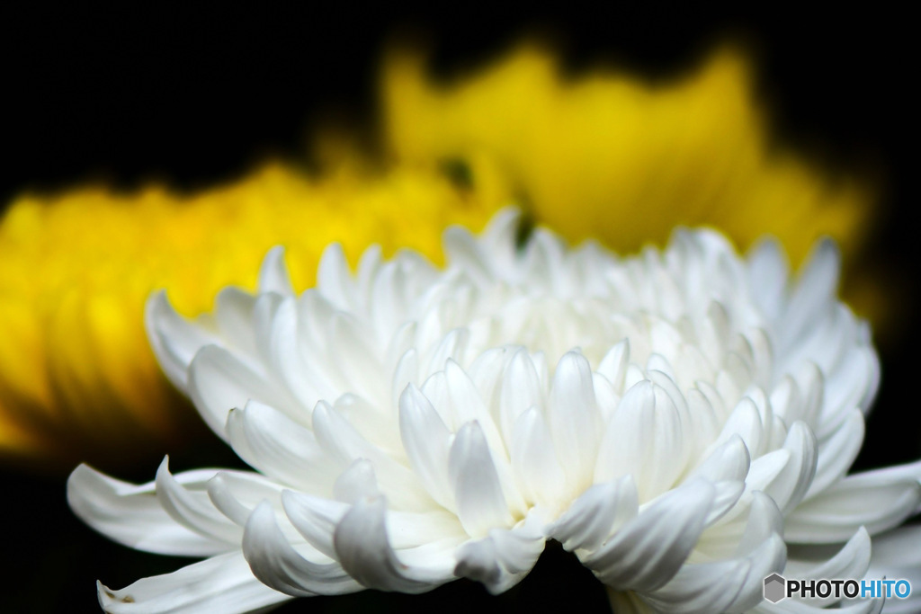 窓辺で一枚  白い菊の花