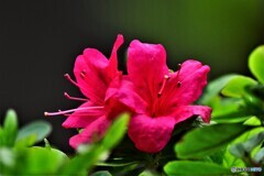 春庭に咲いた花  21-622