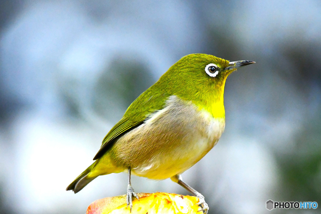 野山の鳥  メジ君