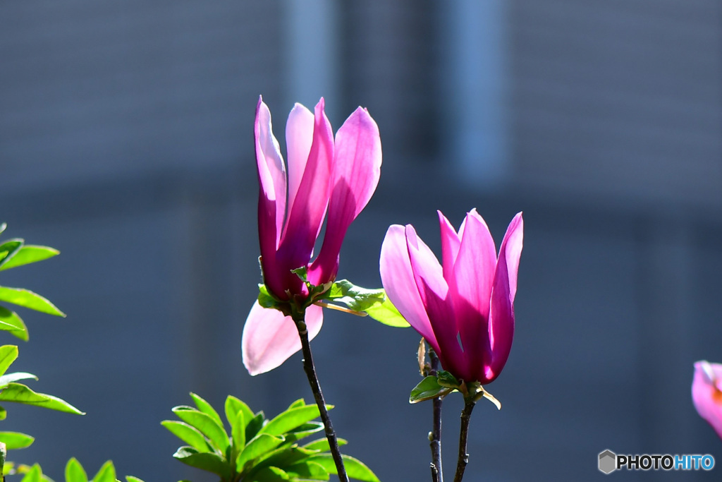  庭に咲いた紫木蓮の花 22-198  