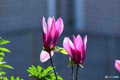  庭に咲いた紫木蓮の花 22-198  