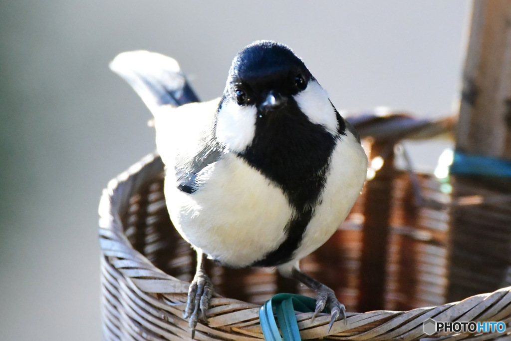 野山の鳥  四十雀