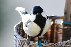 野山の鳥  四十雀 