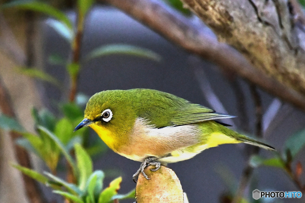 野山の鳥  メジロ