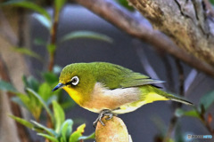 野山の鳥  メジロ