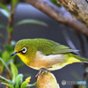 野山の鳥  メジロ