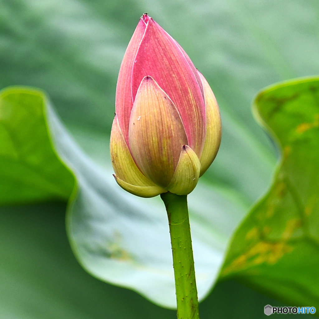 ハスの花の蕾 23-269