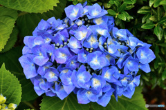 青い紫陽花の花 22-375 