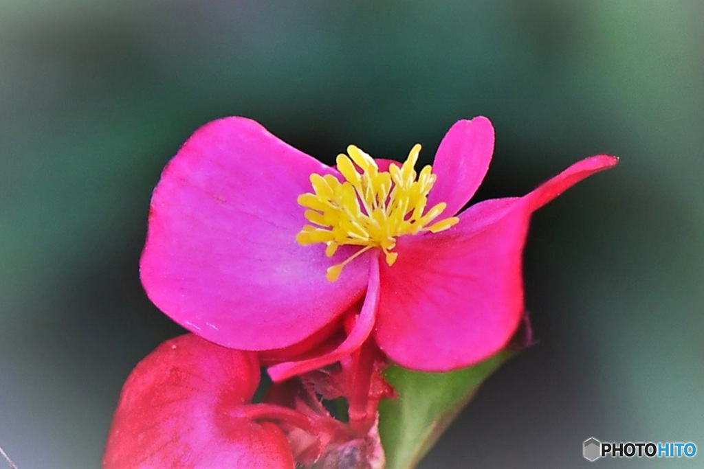 寒い時期に咲いたベゴニアの花 22-008