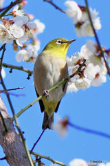 白梅とメジロと青空  